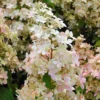 Hydrangea Paniculata Confetti - Hortensia Paniculé
