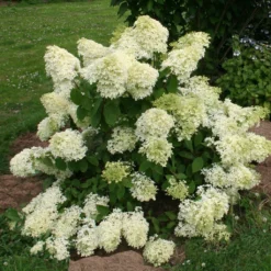 Hydrangea Paniculata Dentelle De Gorron - Hortensia Paniculé