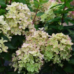 Hydrangea Paniculata Pastelgreen - Hortensia Paniculé