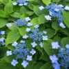 Hortensia Serrata Annie's Blue