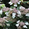 Hortensia - Hydrangea Serrata Intermedia