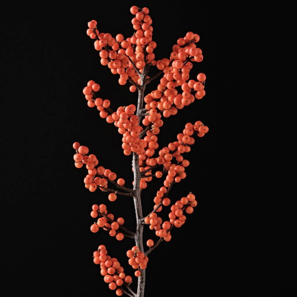 Houx Verticillé Femelle Magical Daydream - Ilex Verticillata 1 Houx Verticillé Femelle Magical Daydream - Ilex Verticillata