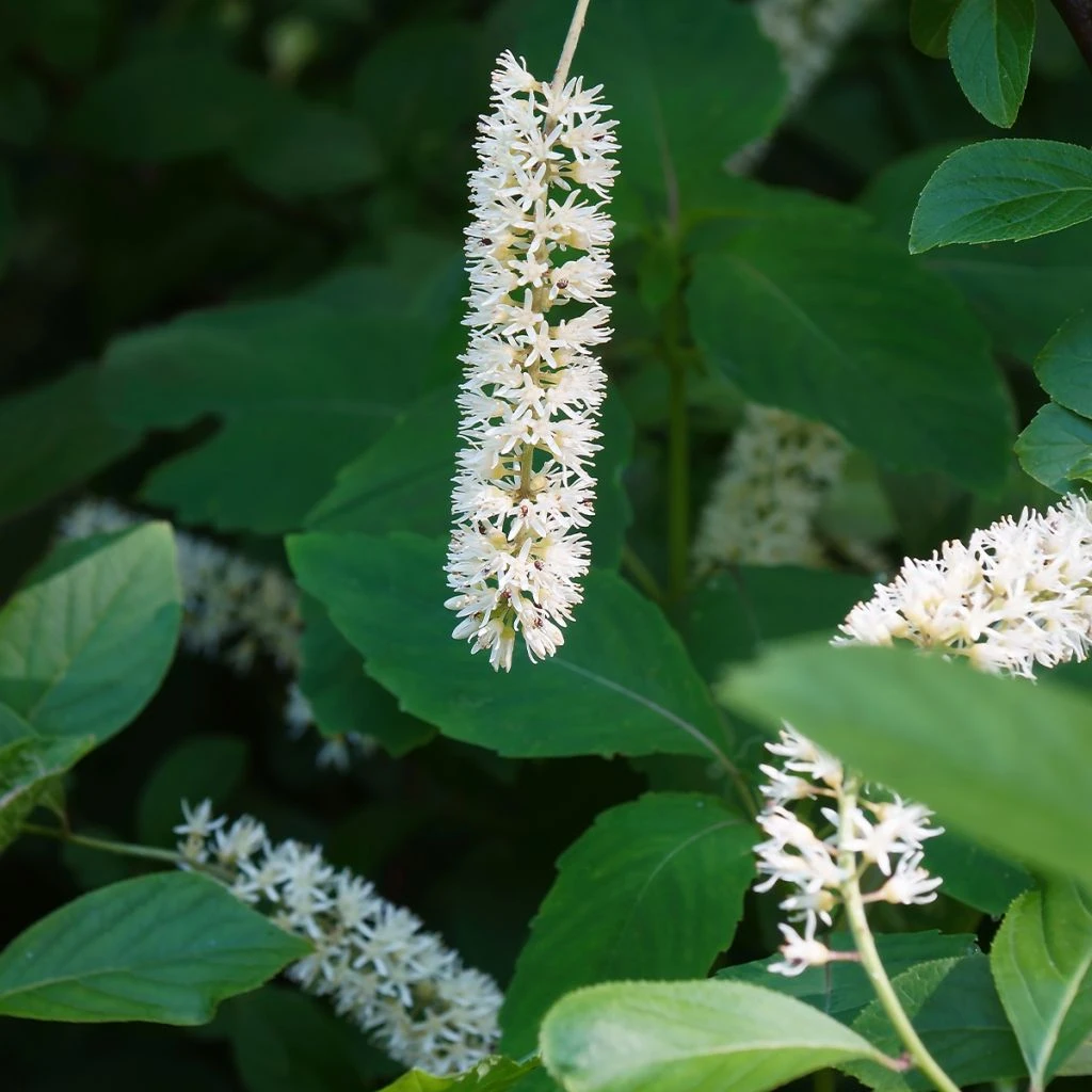 Itea Virginica Love Child - Itéa De Virginie 1 Itea Virginica Love Child - Itéa De Virginie