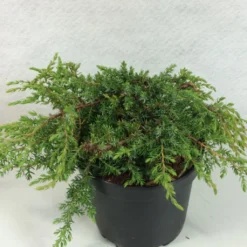Juniperus Communis Hornibrookii - Genévrier Commun