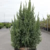 Genévrier écailleux - Juniperus Squamata Loderi