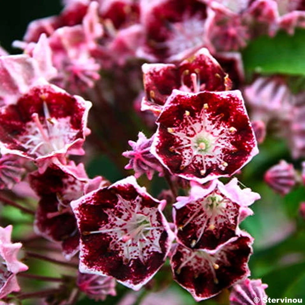 Kalmia Latifolia Bull's Eye - Laurier Des Montagnes Rouge Et Blanc 1 Kalmia Latifolia Bull's Eye - Laurier Des Montagnes Rouge Et Blanc