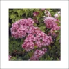 Kalmia Latifolia Otsbo Red - Laurier Des Montagnes Rouge Et Rose Vif.