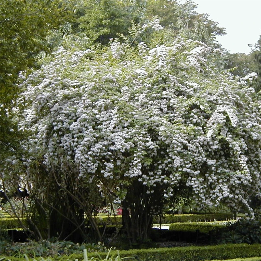 Kolkwitzia Amabilis - Buisson De Beauté 1 Kolkwitzia Amabilis - Buisson De Beauté
