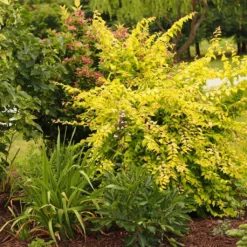 Kolkwitzia Amabilis Maradco - Buisson De Beauté