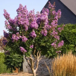 Lagerstroemia Lilac Grand Sud - Lilas Des Indes.