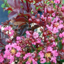 Lagerstroemia Indica Rhapsody In PINK - Lilas Des Indes