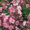 Lagerstroemia Indica Berlingot Menthe - Lilas Des Indes