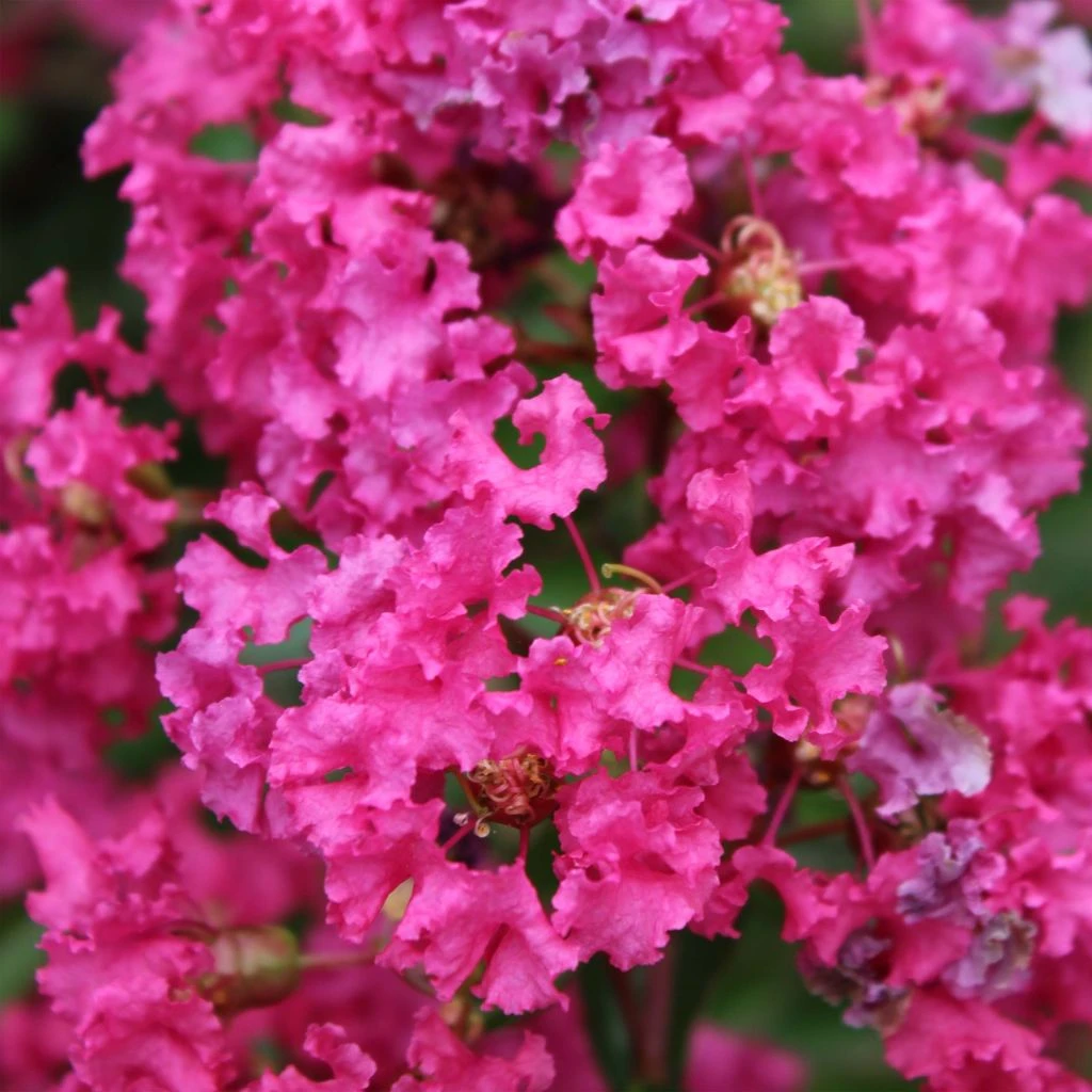 Lagerstroemia Indica Houston - Lilas Des Indes 1 Lagerstroemia Indica Houston - Lilas Des Indes