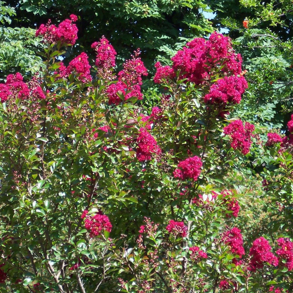 Lagerstroemia Indica Red Imperator - Lilas Des Indes 1 Lagerstroemia Indica Red Imperator - Lilas Des Indes