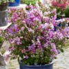 Lagerstroemia Indica With Love Eternal - Lilas Des Indes