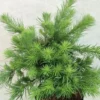 Larix Kaempferi Blue Dwarf - Mélèze Du Japon Nain