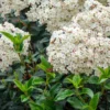 Laurier Tin - Viburnum Tinus Giganteum