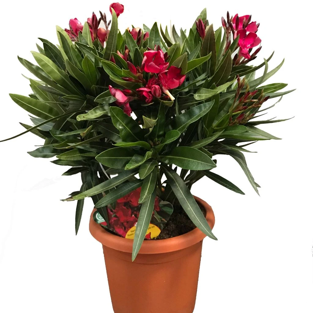 Laurier Rose Jannoch - Nerium Oleander 1 Laurier Rose Jannoch - Nerium Oleander