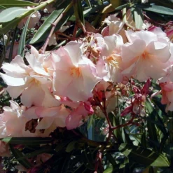 Laurier Rose Provence - Nerium Oleander