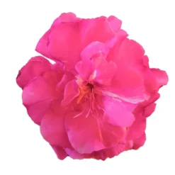 Laurier Rose Double Roseum Plenum - Nerium Oleander