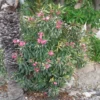 Laurier Rose Variegata - Nerium Oleander