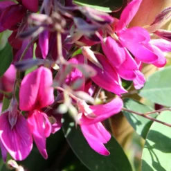 Lespedeza Thunbergii Gibraltar - Trèfle En Arbre