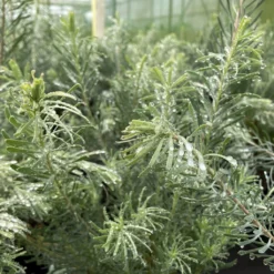 Leucadendron Galpinii Carlin