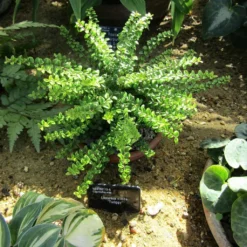 Lonicera Nitida Twiggy - Chèvrefeuille à Feuilles De Buis