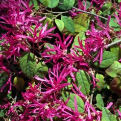 Loropetalum Chinense Ming Dynasty