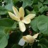 Magnolia Brooklynensis Yellow Bird