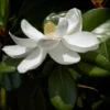Magnolia Grandiflora Treyve