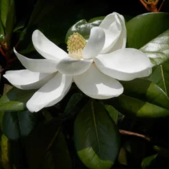 Magnolia Grandiflora Treyve