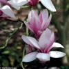 Magnolia Soulangeana - Magnolia De Soulange