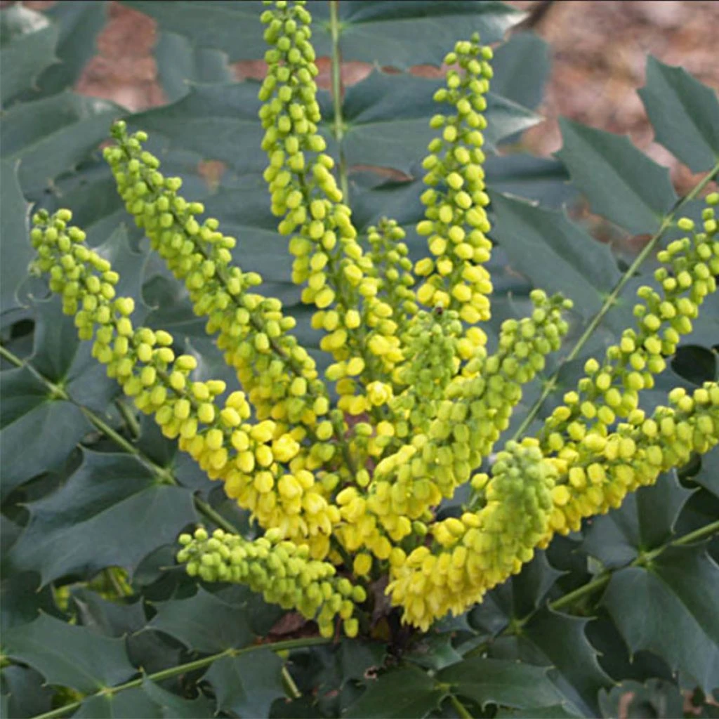 Mahonia Japonica Hivernant 1 Mahonia Japonica Hivernant