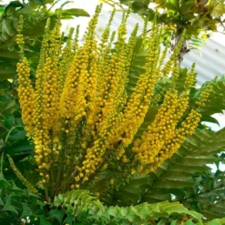 Mahonia Bealei