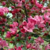 Pommier D'ornement - Malus Liset