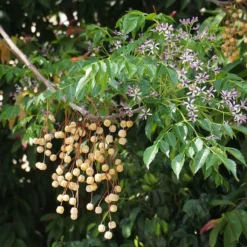 Melia Azedarach - Margousier