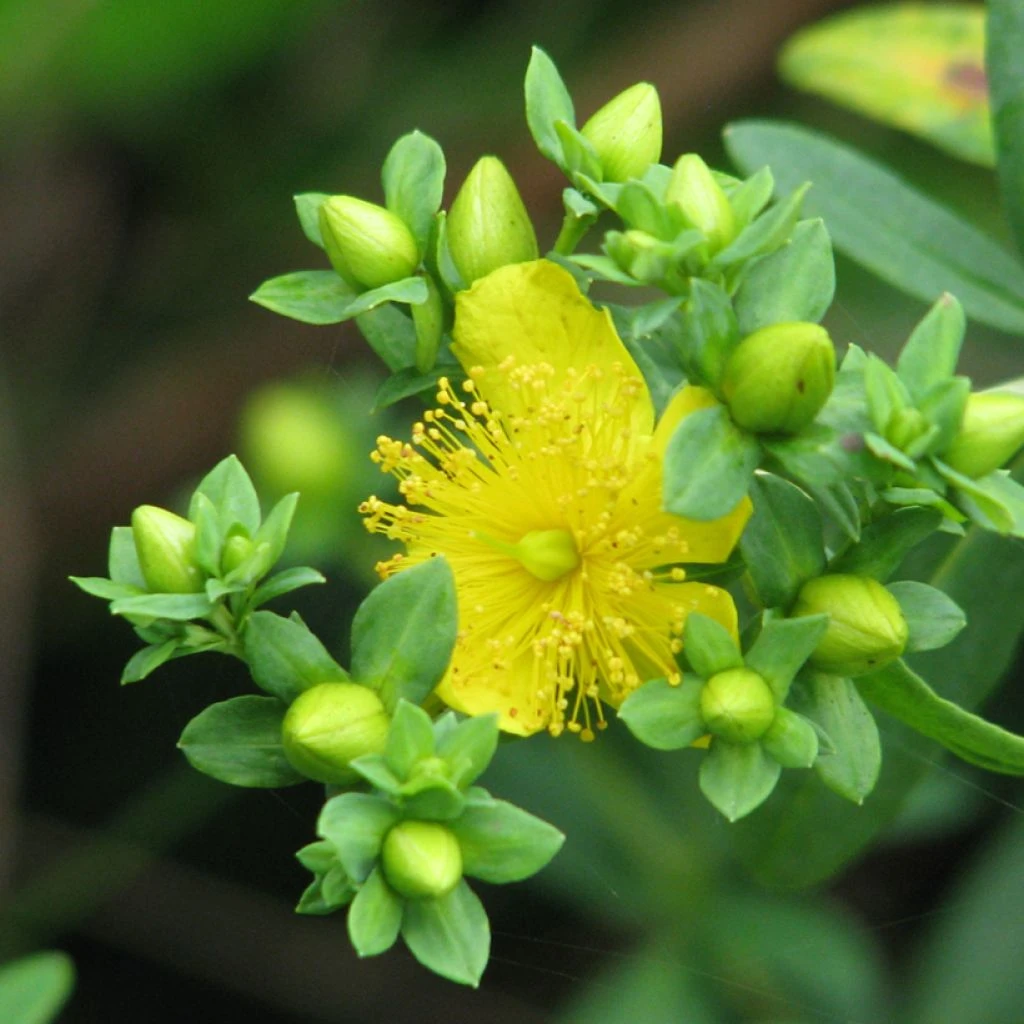 Millepertuis - Hypericum Kalmianum Cobalt-n-Gold 1 Millepertuis - Hypericum Kalmianum Cobalt-n-Gold
