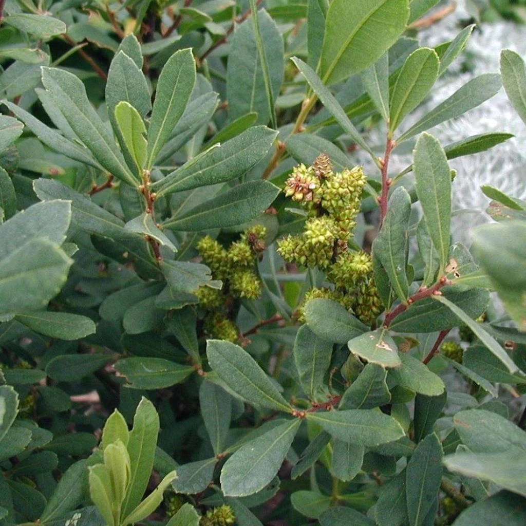 Bois-sent-bon - Myrica Gale 1 Bois-sent-bon - Myrica Gale