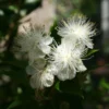 Myrtus Communis - Myrte Commun