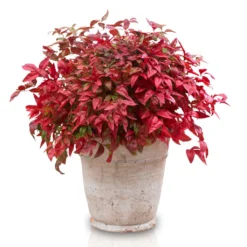 Bambou Sacré - Nandina Domestica Blush Pink