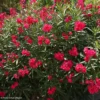 Laurier Rose - Nerium Oleander Rouge Double