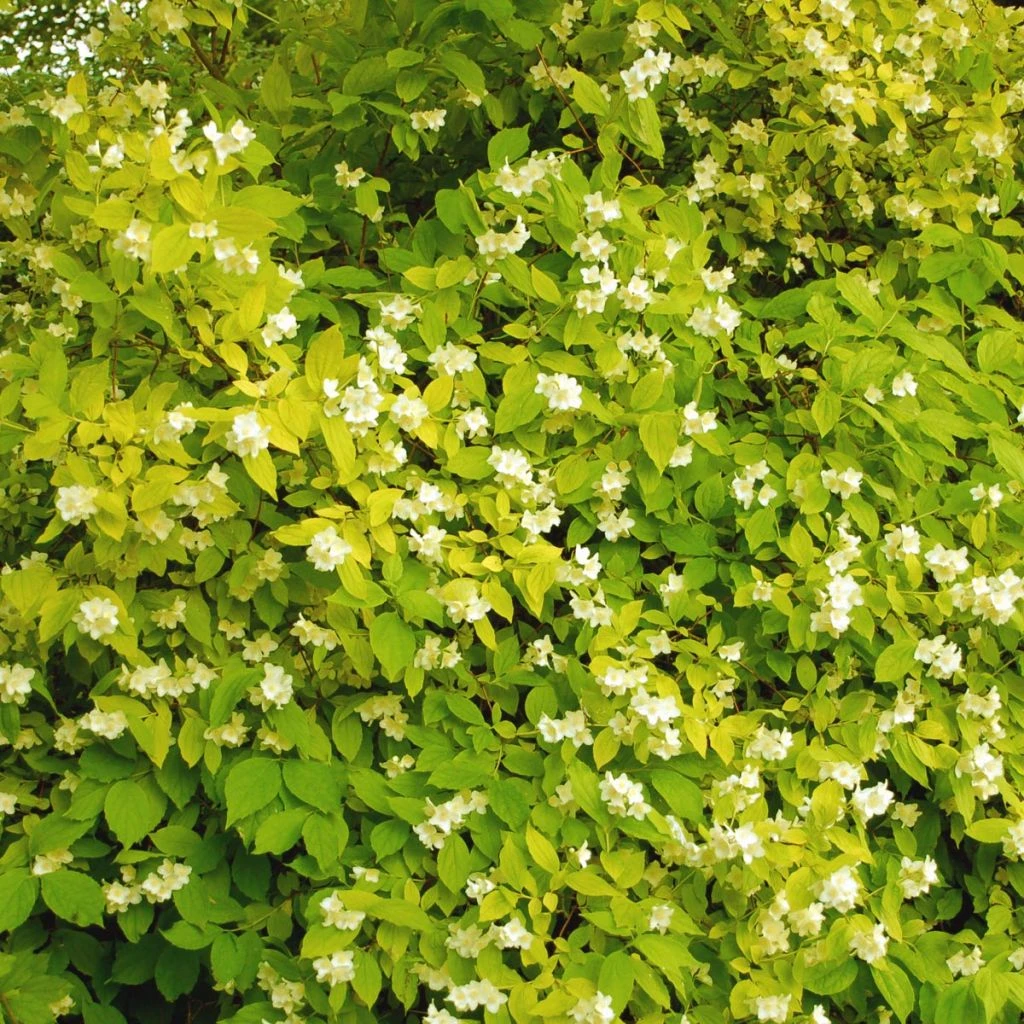 Seringat Des Jardins - Philadelphus Coronarius Aureus 1 Seringat Des Jardins - Philadelphus Coronarius Aureus