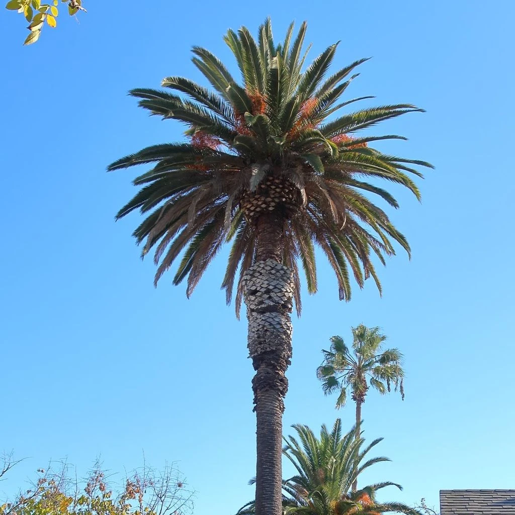 Phoenix Andamanensis - Palmier Des îles Andaman 1 Phoenix Andamanensis - Palmier Des îles Andaman