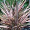 Phormium Rainbow Sunrise - Lin De Nouvelle-Zélande