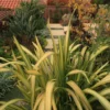 Phormium Tenax Yellow Wave - Lin De Nouvelle-Zélande