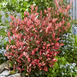 Photinia Fraseri Little Fenna
