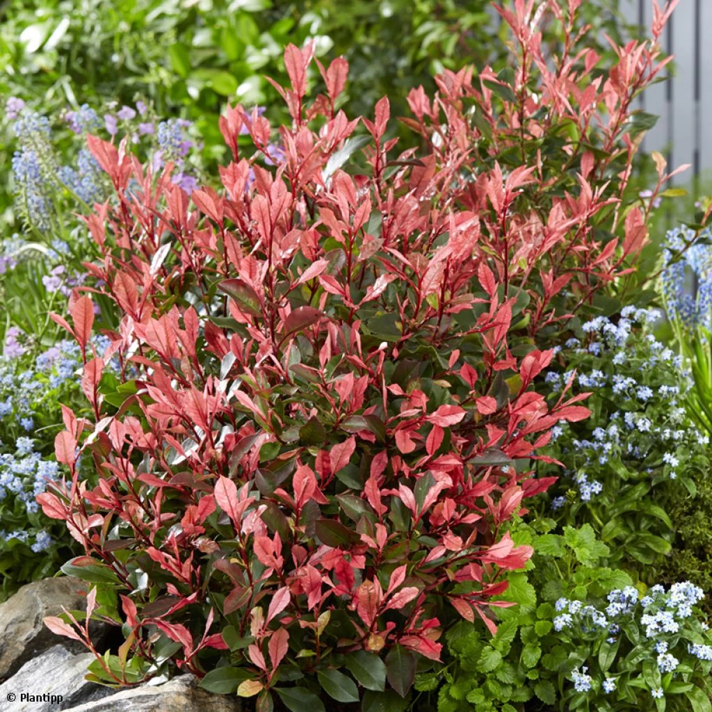 Photinia Fraseri Little Fenna 1 Photinia Fraseri Little Fenna