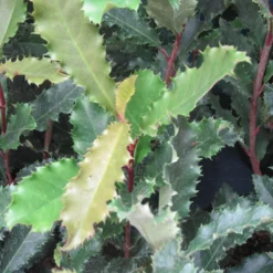 Photinia Serratifolia Crunchy