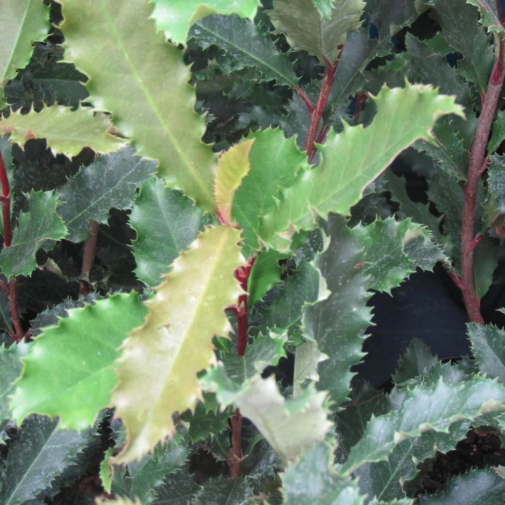 Photinia Serratifolia Crunchy 1 Photinia Serratifolia Crunchy